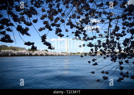 Washington, Stati Uniti d'America. 31 Mar, 2019. Fiori di Ciliegio sono visti intorno al bacino di marea in Washington, DC, Stati Uniti, il 31 marzo 2019. La fioritura dei ciliegi ha raggiunto il picco del blumo lunedì. Credito: Liu Jie/Xinhua/Alamy Live News Foto Stock
