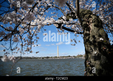 Washington, Stati Uniti d'America. 31 Mar, 2019. Fiori di Ciliegio sono visti intorno al bacino di marea in Washington, DC, Stati Uniti, il 31 marzo 2019. La fioritura dei ciliegi ha raggiunto il picco del blumo lunedì. Credito: Liu Jie/Xinhua/Alamy Live News Foto Stock