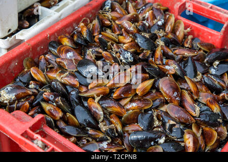 Sfondo con cassa di molluschi vivi Foto Stock