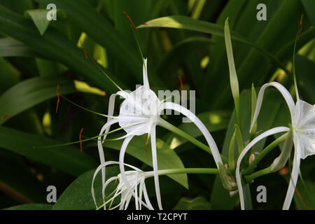 Close-up di un fiore di un orchid Foto Stock