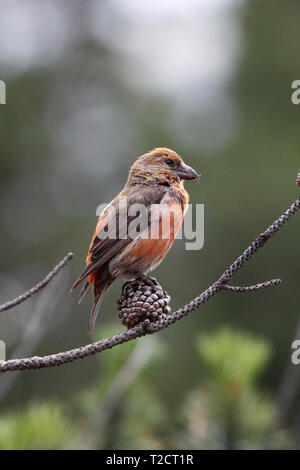 Crossbill Loxia leucoptera Kittila Due prescritte crossbill o bianco-winged crossbill, arroccato in pino cono, STATI UNITI D'AMERICA Foto Stock