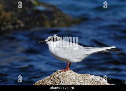 Forster's Tern, Sterna forsteri, USA, appollaiato sulla roccia dal mare Foto Stock