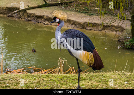 Grey Crowned Crane in piedi sul lato acqua, minacciate specie di uccelli provenienti dall Africa Foto Stock