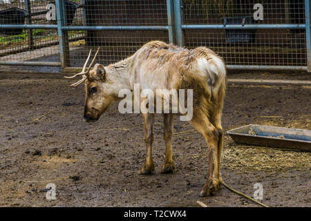 Renne giovani che soffrono di perdita di capelli sulla sua schiena, malattie degli animali Foto Stock