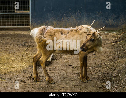 Malattie animali, renne giovani che soffrono di calvizie sul retro, animale perdita di capelli Foto Stock