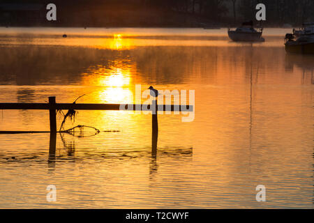 Un Nero intitolata Gabbiano sul Lago di Windermere a sunrise, Lake District, UK. Foto Stock