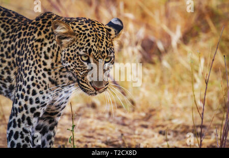 Close-up Leopard panthera pardus faccia di testa lungo i whiskers occhi verdi intenti cercare spazio copia Samburu Riserva nazionale del Kenya Africa Orientale big five cat Foto Stock