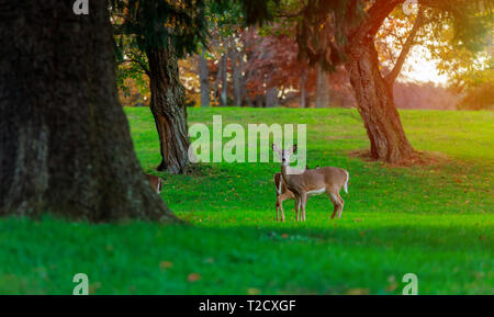 Capriolo capreolus capra capre mangiare erba nel parco in cui Foto Stock