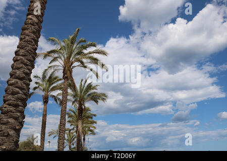 Le palme in Tarragona durante i Giochi del Mediterraneo nel giugno 2018 Foto Stock