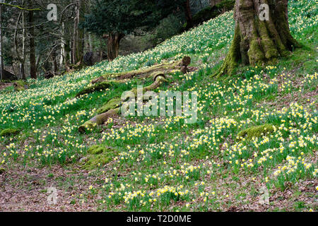 Giunchiglie in Dora campo Rydal, Lake District, Cumbria Foto Stock