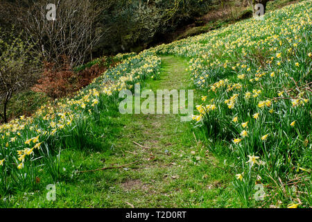 Giunchiglie in Dora campo Rydal, Lake District, Cumbria Foto Stock