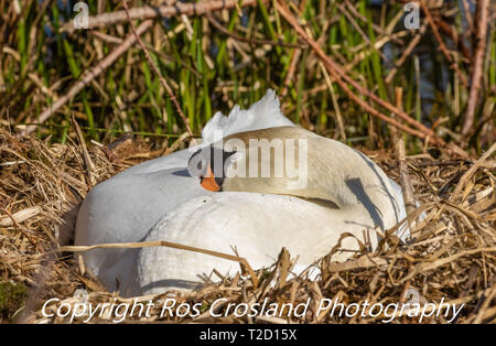 Cigno (UK) addormentato su un nido. Foto Stock