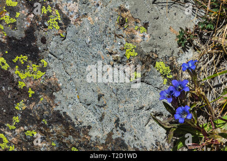 La pietra grigia con licheni e fiori blu. Close-up Foto Stock