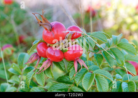 Le rosse bacche di rosa canina, medicinale cinorrodi round Foto Stock