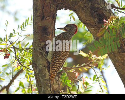 Close-up di maschi adulti Picchio Nubiano (Campethera nubica) con cappuccio rosso foraggio per gli insetti in corteccia di albero a Satao Camp,Tsavo Est, Kenya, Africa Foto Stock