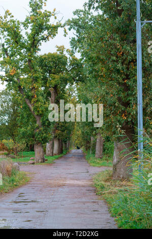 Oak Alley, potente querce lungo la strada Foto Stock