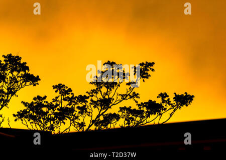 Silhouette di un tetto e albero-rami contro un giallo brillante fiery-guardare sky Foto Stock