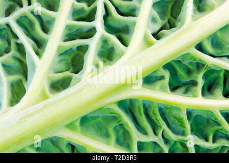 Macro di un abstract savoy foglia di cavolo Foto Stock