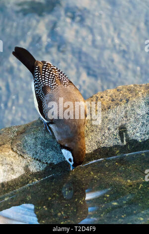 Fare doppio sbarrate Finch anche chiamato Owl Finch bird (Taeniopygia bichenovii) acqua potabile. Foto Stock