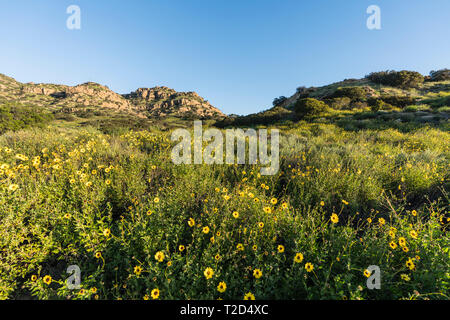 San Fernando Valley primavera super bloom prato di Santa Susana Pass State Historic Park a Los Angeles, California. Foto Stock