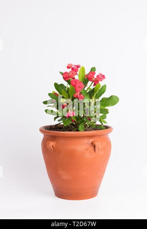 Red Euphorbia (corona di spine) nel vaso di fiori isolati su sfondo bianco Foto Stock