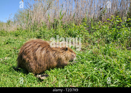 Coypu o nutria (Myocastor coypus) sulla terra. Fotografato in Israele, Hula Valley in Marzo Foto Stock