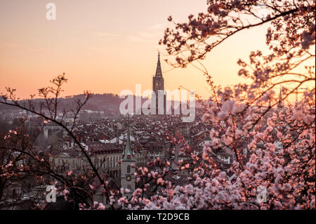 Sonnenuntergang über der Stadt Bern während Kirschblüte im Frühling mit Berner Münster und Altstadt Foto Stock