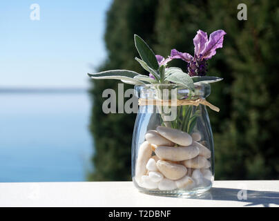 Vaso con ciottoli bianchi e giovane pianta di lavanda e salvia sulla terrazza Foto Stock
