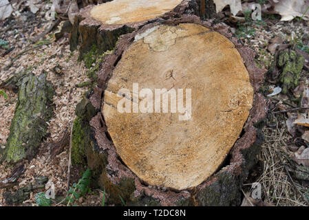Tagliare betulla moncone closeup Foto Stock