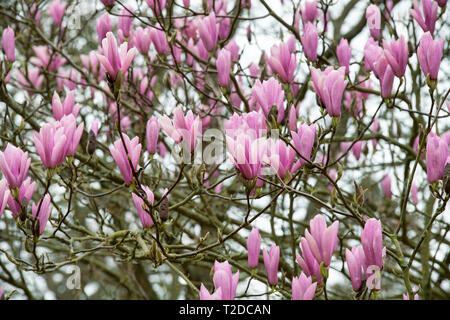 Magnolia 'Heaven Scent' albero fioritura in primavera. Regno Unito Foto Stock