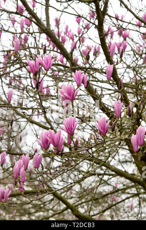 Magnolia 'Heaven Scent' albero fioritura in primavera. Regno Unito Foto Stock