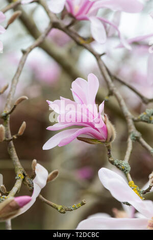 Magnolia x loebneri 'leonard messel' albero fioritura in primavera. Regno Unito Foto Stock