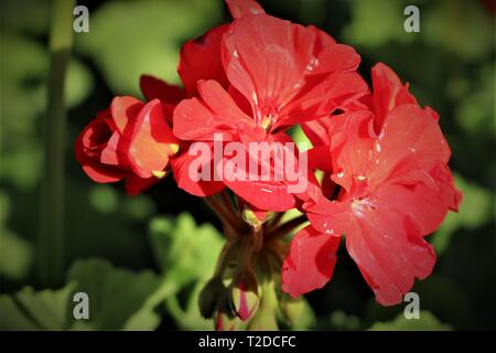 Fiore rosso in piena luce solare Foto Stock