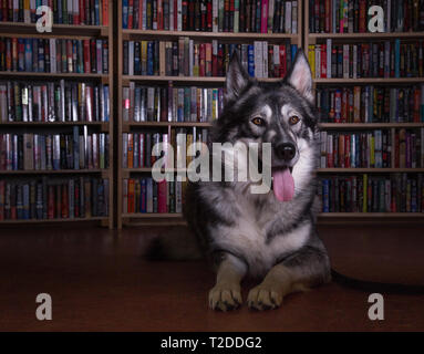 Grandi cani husky sdraiato in libreria Foto Stock