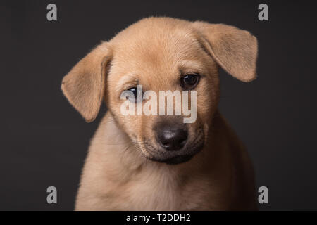 Carino di razza mista cucciolo isolato su sfondo scuro in studio Foto Stock