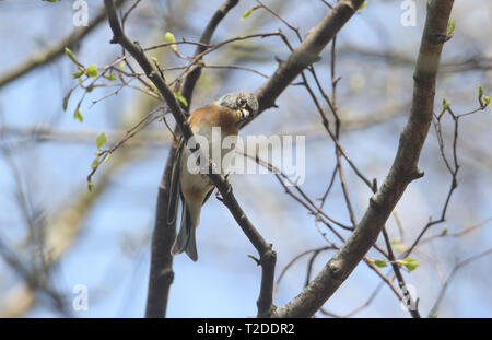 Un bel maschio, Brambling Fringilla montifringilla, la cattura di insetti in alto in una struttura ad albero nel Regno Unito. Foto Stock