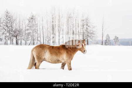 Marrone chiaro Cavalli di Razza Haflinger guadare in neve sul campo invernale, vista laterale con alberi sfocata in background. Foto Stock