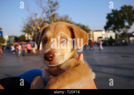 Poco carino e bellissimo green eyed giallo cucciolo di Labrador a portata di mano Foto Stock