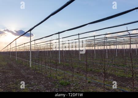 Quattro anni di Golden Delicious alberi all'apple orchard vicino a Novi Sad Serbia Foto Stock