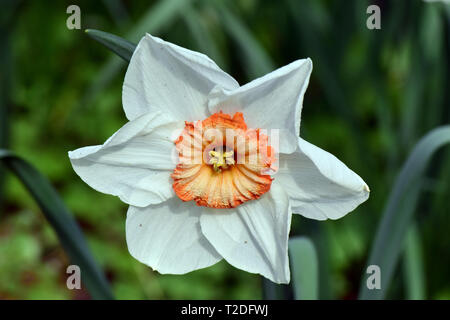 Narciso, jonquil, Narzissen, daffodil, daffadowndilly, narcisz, narcisi, narcisi il Professor Einstein Foto Stock