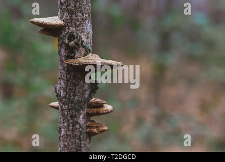Close up di funghi che crescono su tronco di albero Foto Stock