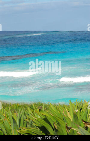 Un bellissimo paesaggio marino verticale di un oceano di aqua contrastato con verde succulente ed erbe sulla riva. Foto Stock