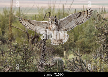 Grande Gufo cornuto con ali teso e artigli nel deserto dell'Arizona Foto Stock