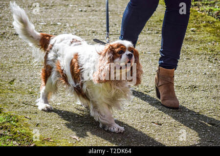 Donna che cammina il suo King Charles Spaniel sulla giornata di sole Foto Stock