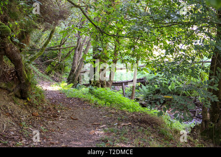 Hobbit sentiero lungo il fiume su una foresta magica Foto Stock