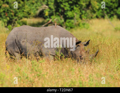 Rinoceronte nero o con lappatura a gancio, (Diceros bicornis) pascolo al Parco Nazionale del Lago Nakuru, Kenya, Africa. Specie a rischio critico viste durante il safari Foto Stock