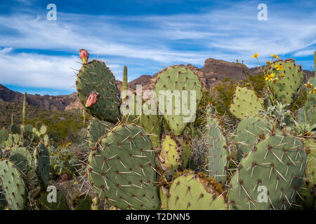 Engelmanns Ficodindia Cactus nel tubo dell'organo monumento nazionale nel Deserto di Sonora del sud-ovest Arizona Foto Stock