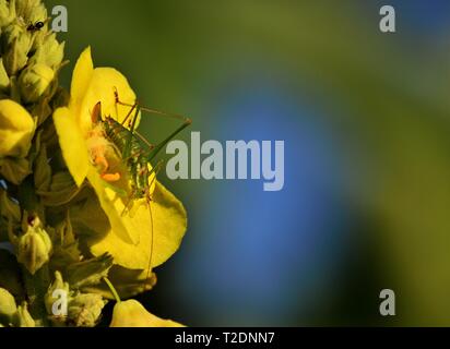 Sella-backed bush cricket - Ephippiger ephippiger sul fiore giallo Foto Stock