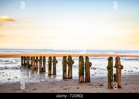 Pennelli in legno sulla spiaggia di sabbia fine,Whitby, North Yorkshire costa, Inghilterra Foto Stock