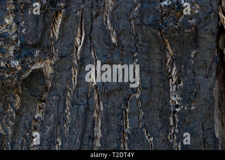Albero bruciato corteccia texture di sfondo macro Foto Stock